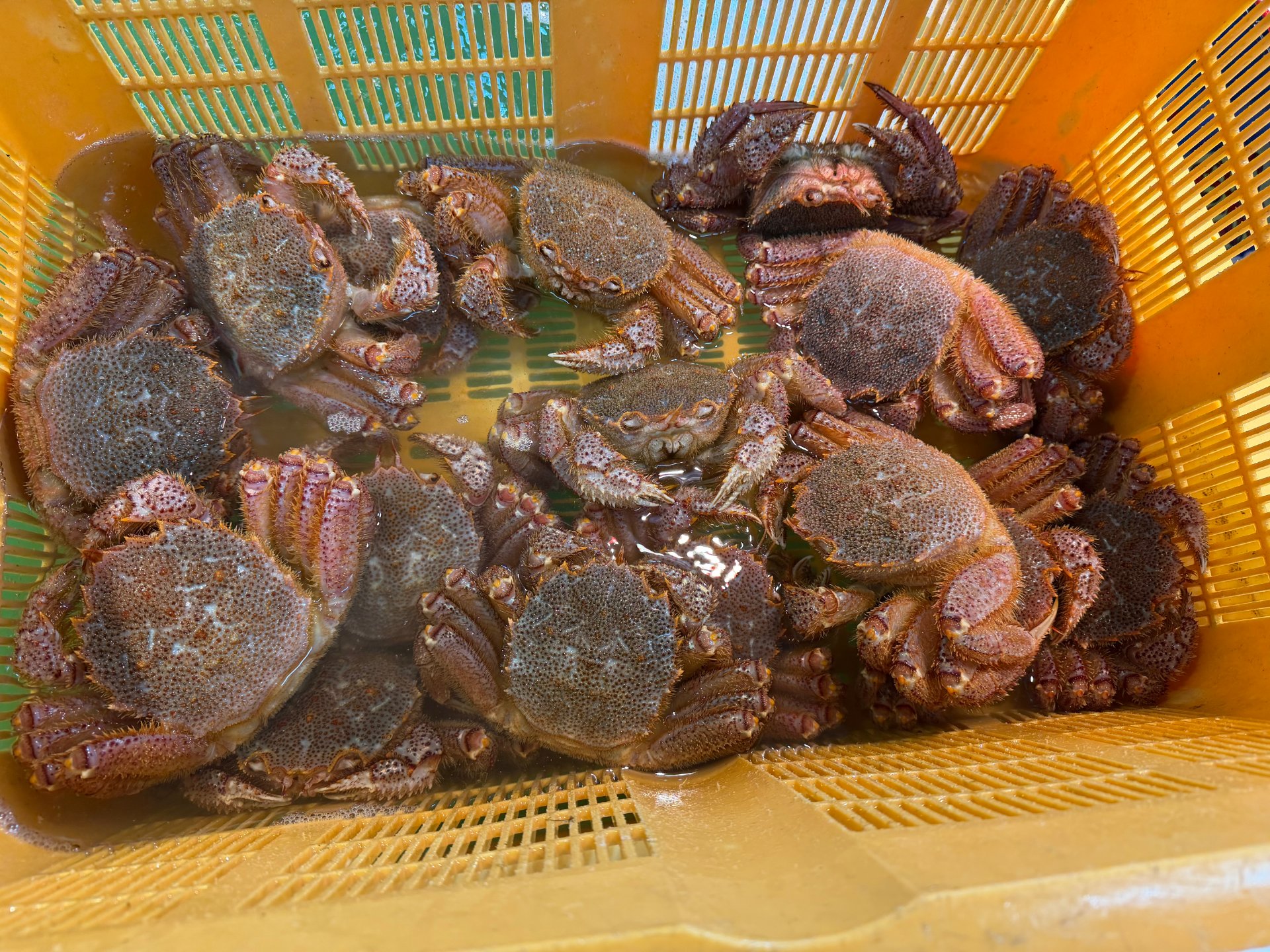 牡蠣ご飯の折詰と手作り稲荷寿司が並ぶ店頭の商品棚